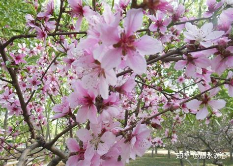 客廳桃花位|【客廳桃花位】客廳桃花位藏驚喜！佈置招桃花，輕鬆迎好運！